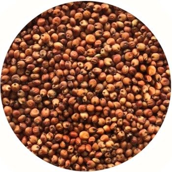 Sorghum Red